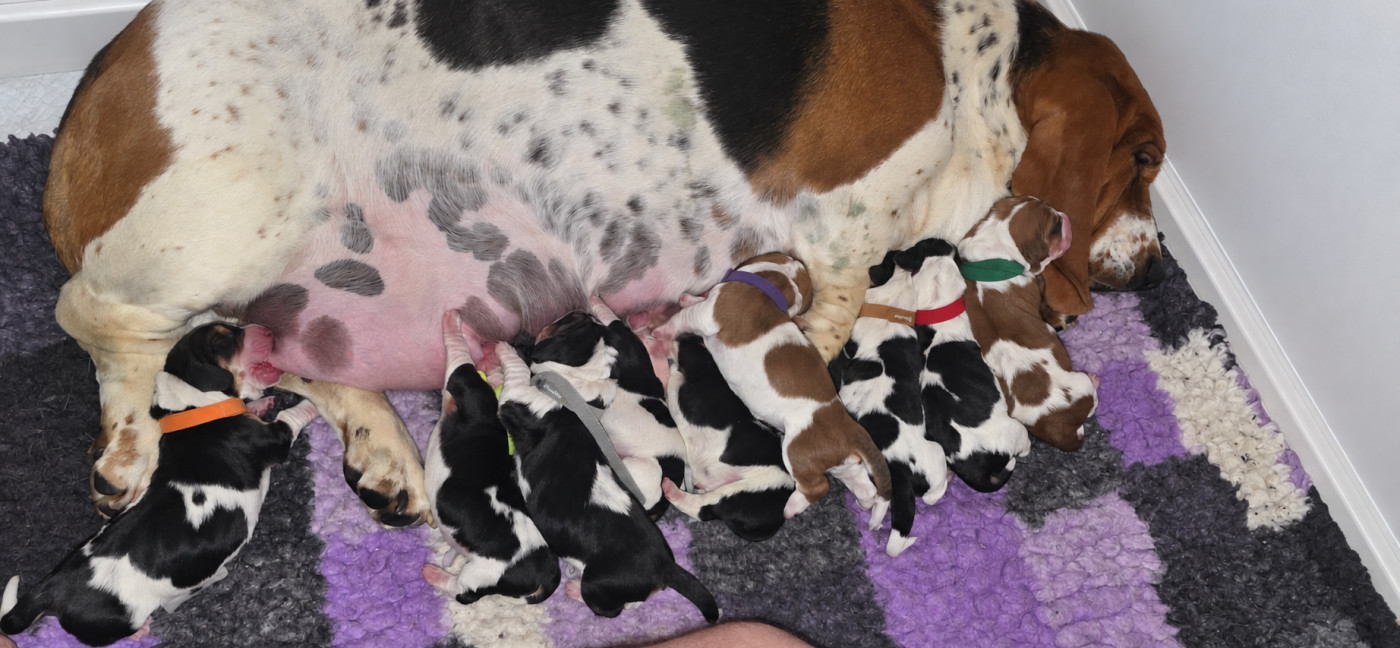 Chiot Basset Hound Audrey NUCCIO